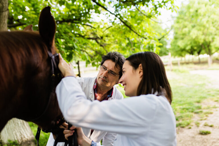 Male and female veterinarians examining horse