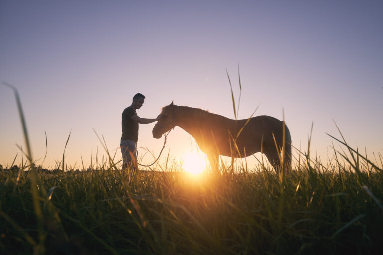 Man stroking of therapy horse on meadow at sunset