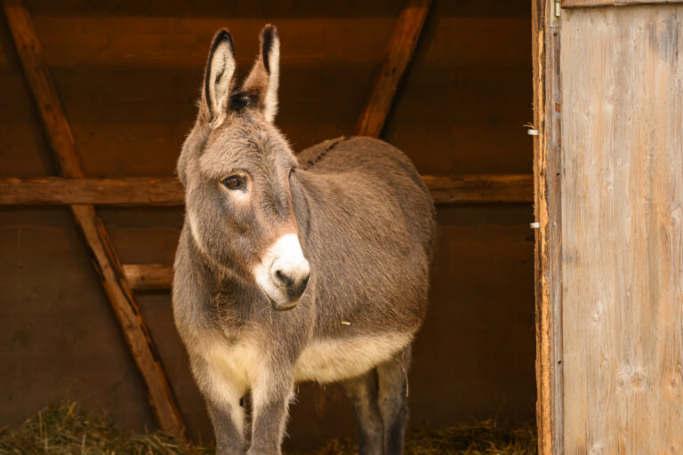 Donkey standing in his stable