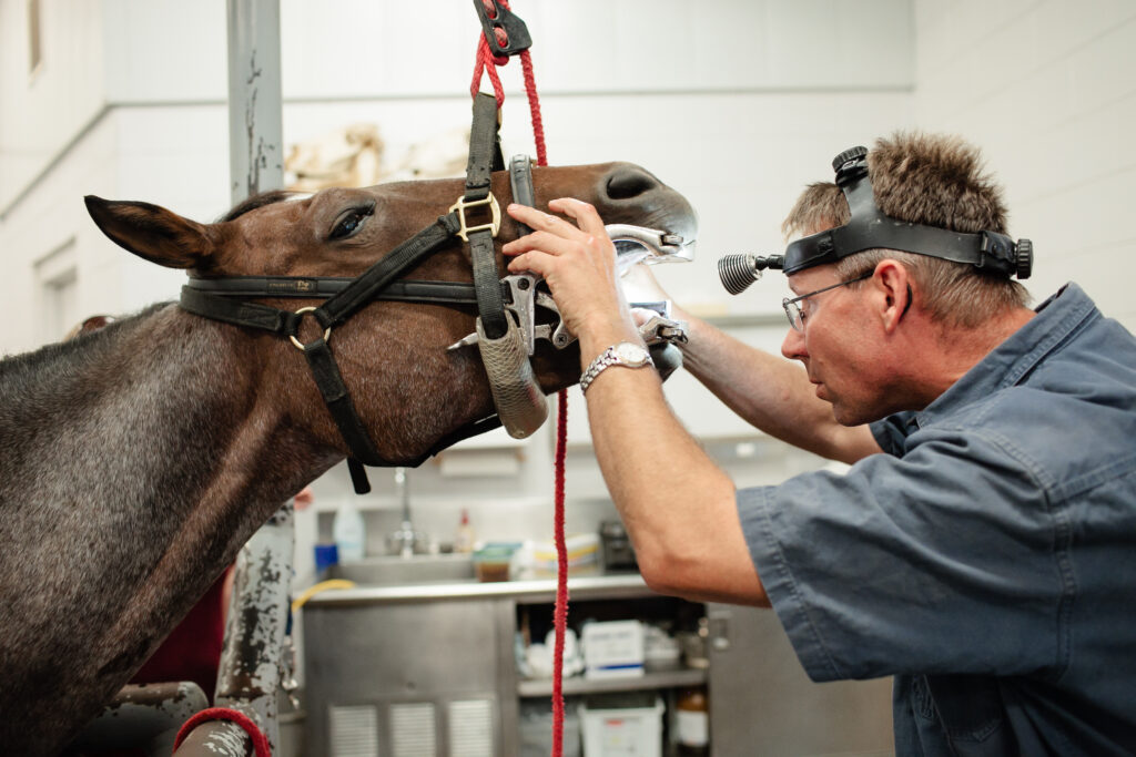 Veterinarian examining a horse's teeth prior to extraction. 