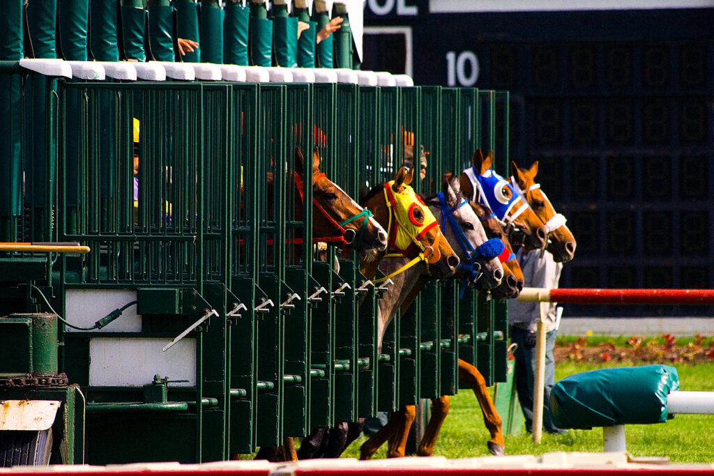 Racehorses at the starting gate. 