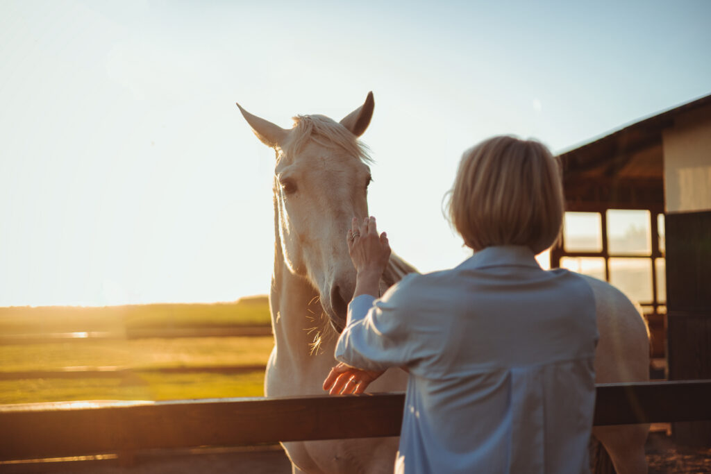 Equine veterinarian stroking a grey horse over the fence.
