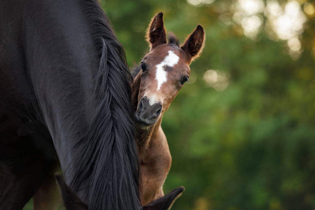 Mare and foal