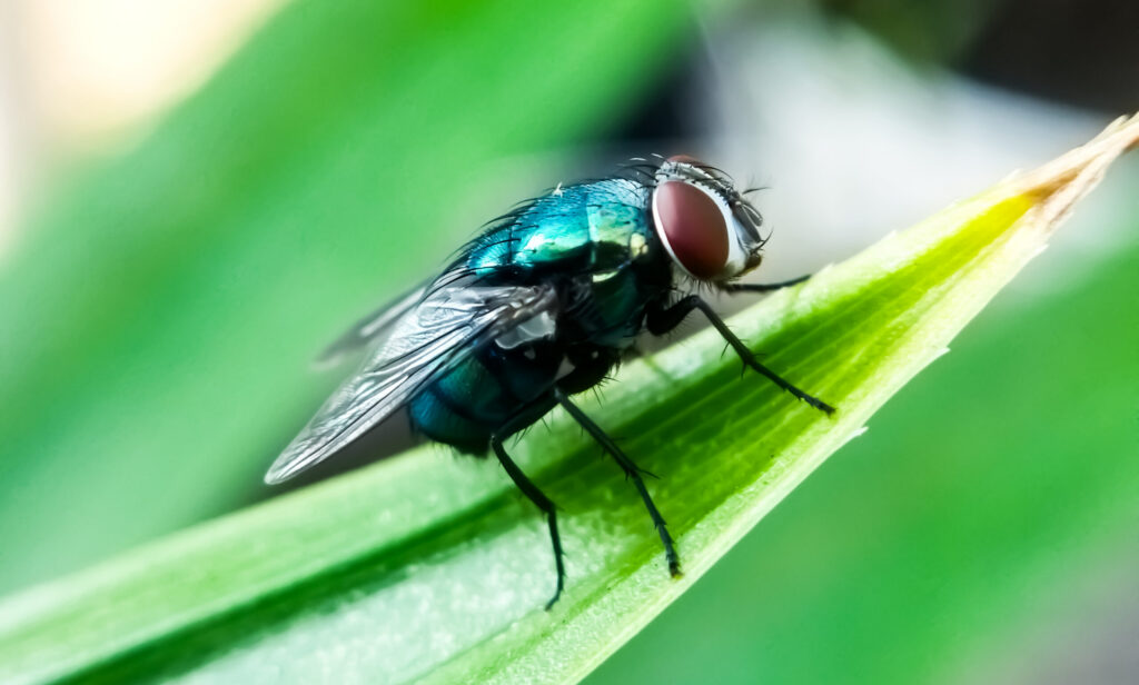 A New World screwworm fly