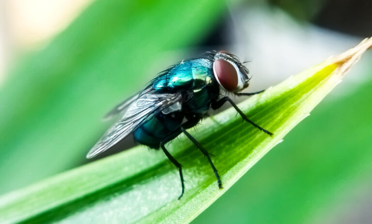 Cochliomyia hominivorax, the New World screw worm fly, or screw-worm for short, is a species of parasitic fly