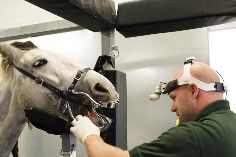 Animal dentist
