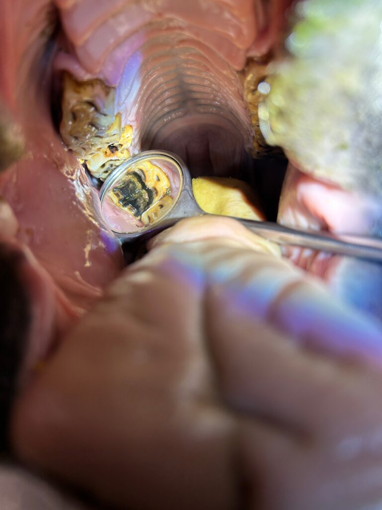 Mirror exam of horse's teeth.
