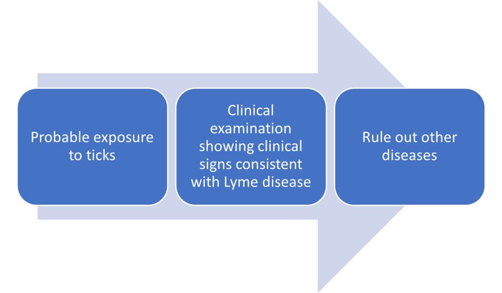 Lyme disease diagnosis diagram