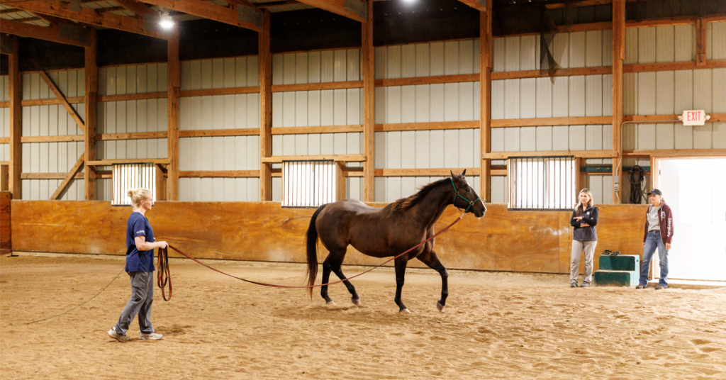 Equine lameness exam