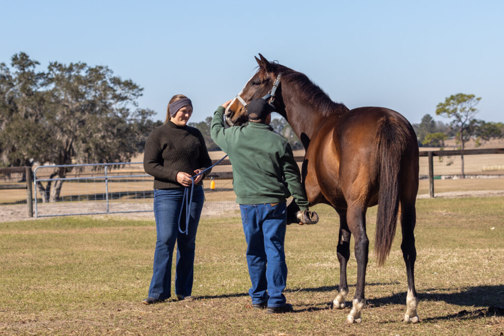 Equine veterinarian flexing a horse.
