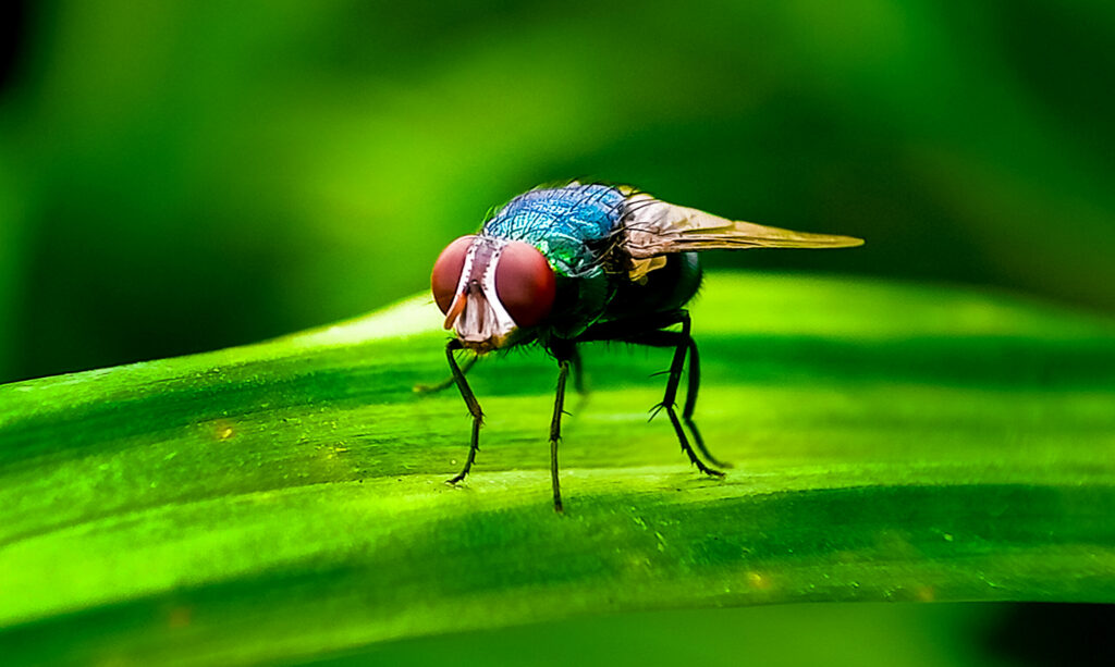 New World screwworm fly