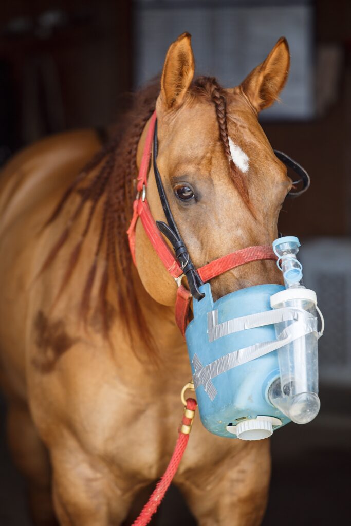 Horse wearing a nebulizer