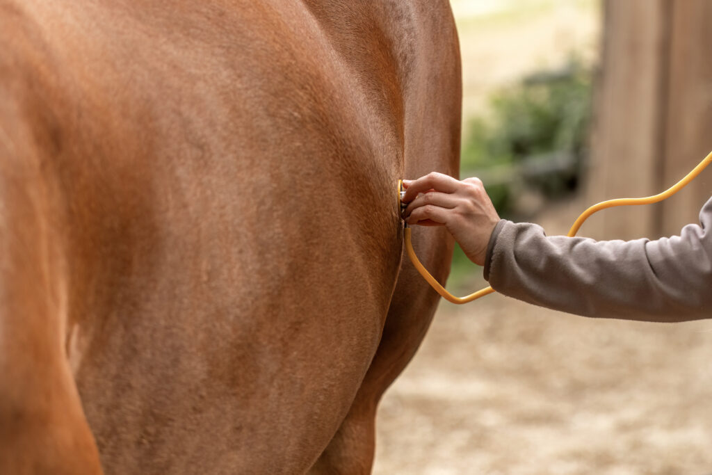 Veterinarian listening to a horse's gut sounds with a stethoscope