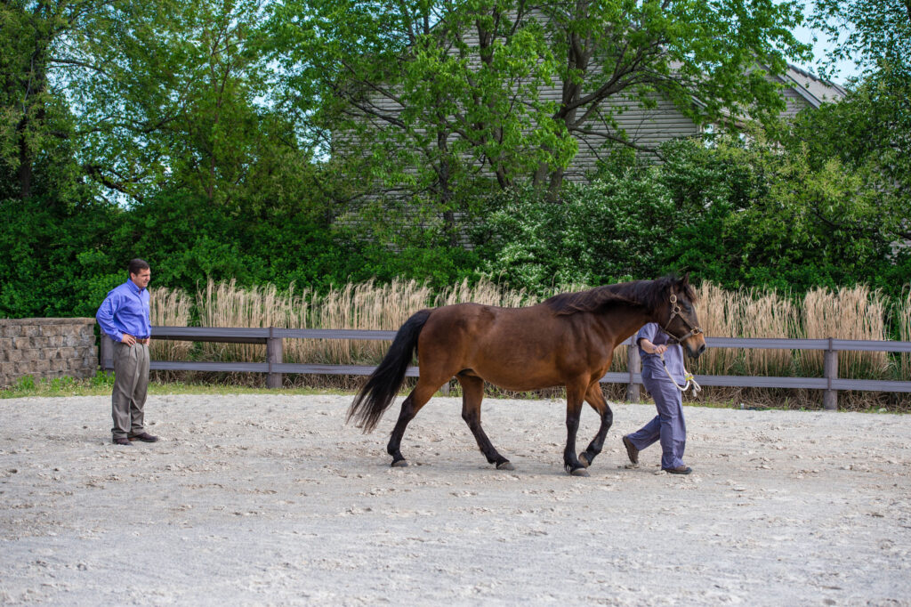 Equine veterinarian performing a lameness exam. 