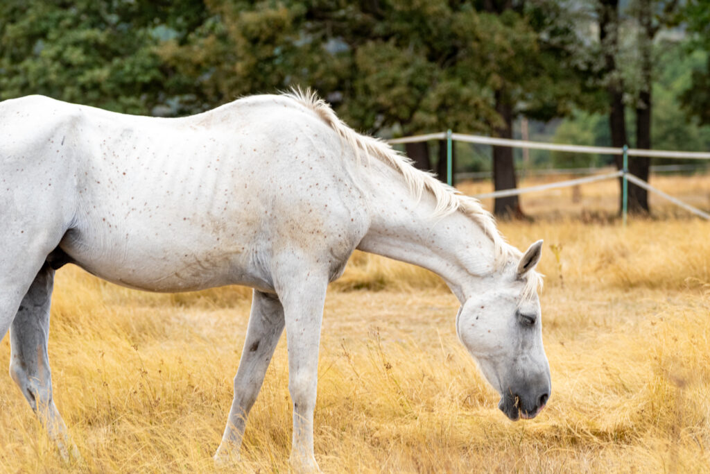 Skinny old horse