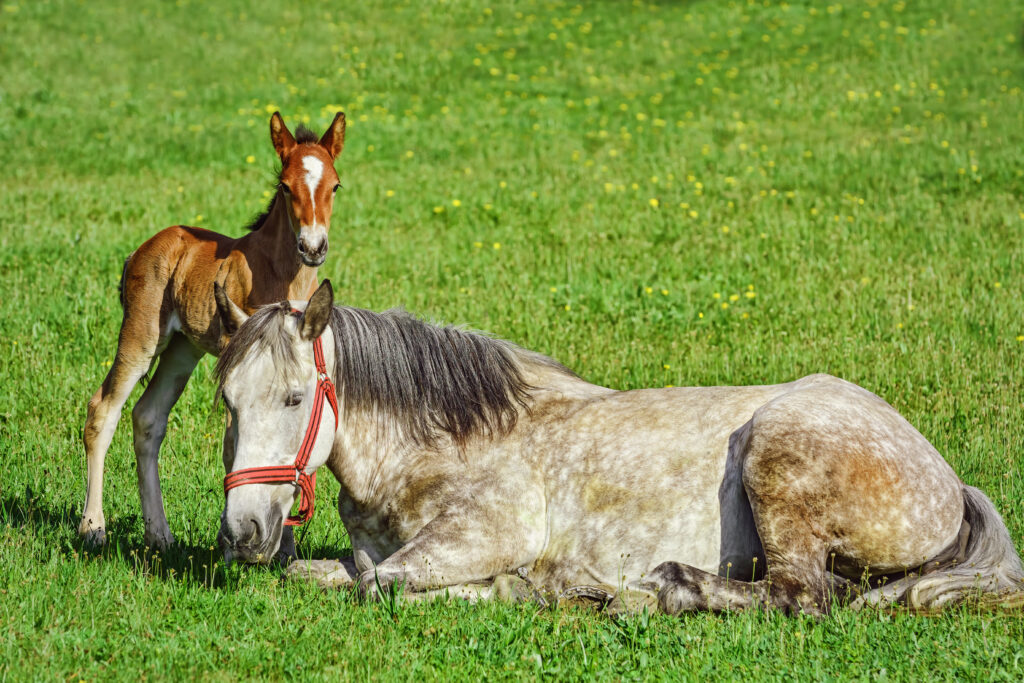 Mare with newborn foal.