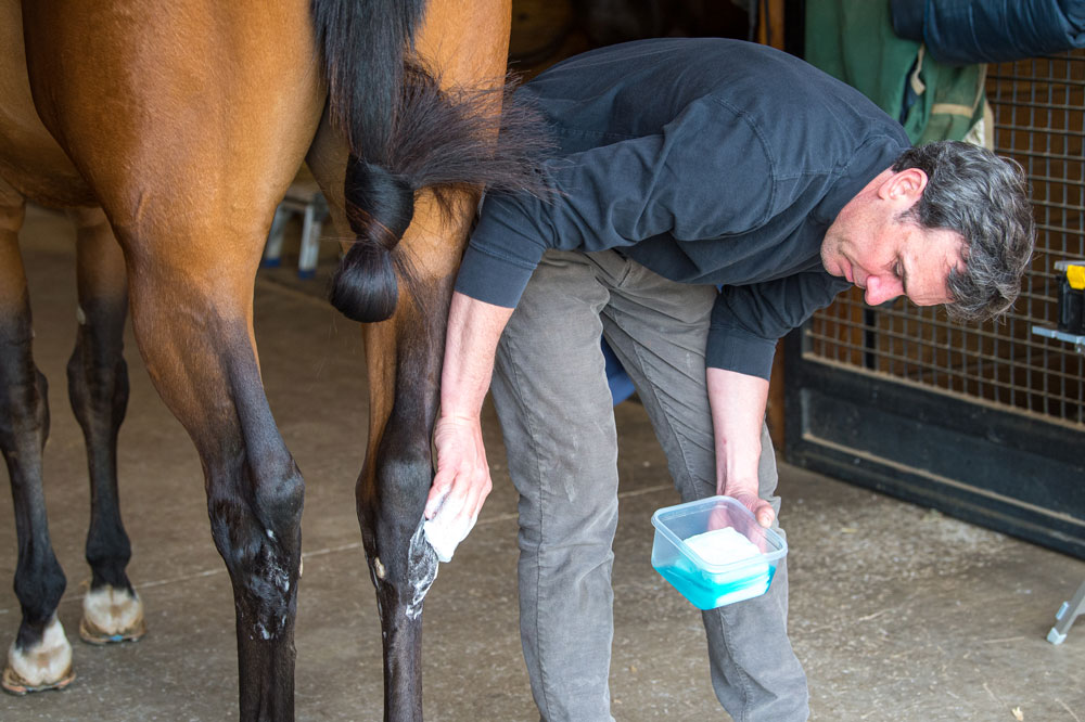 Veterinarian preparing a horse's hock for intra-articular (IA) injection with corticosteroid.