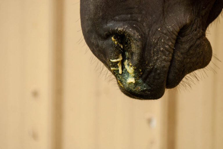 snotty-nose-closeup-VET-07-0820-C5C1-015Amy-Dragoo-1000
