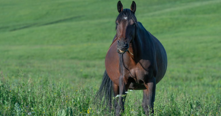 Pregnant Mare Adobe Stock
