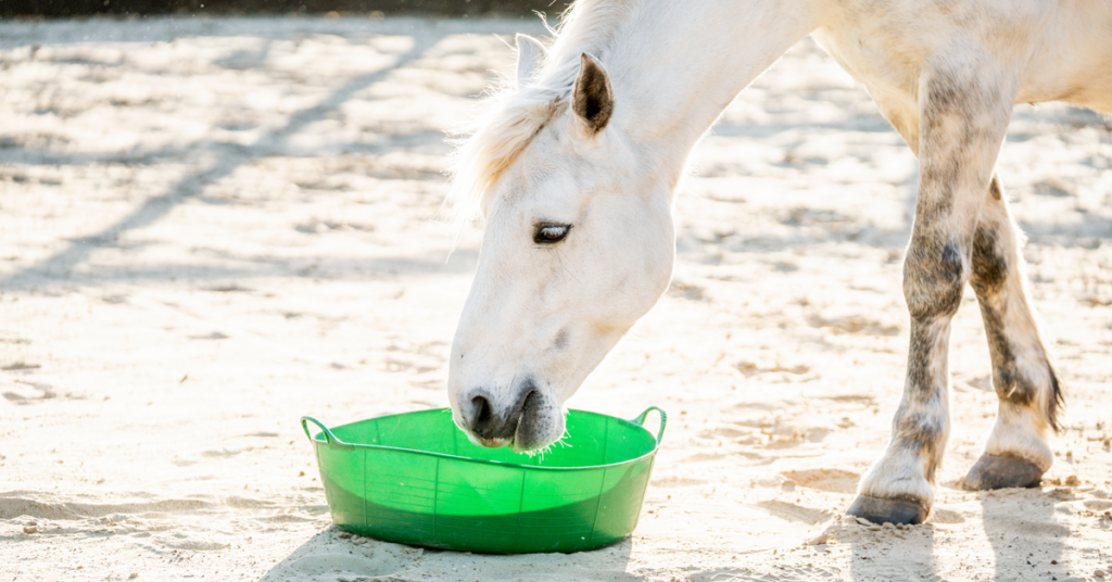 Horse eating out of a feed pan. 