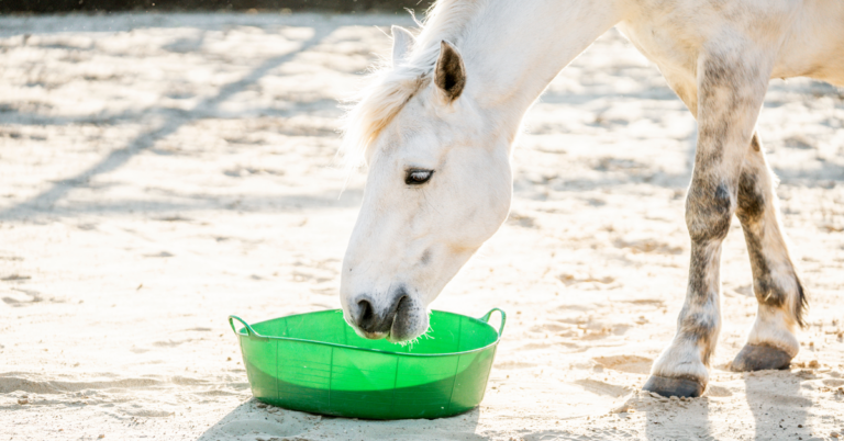 Horse Eating Adobe Stock