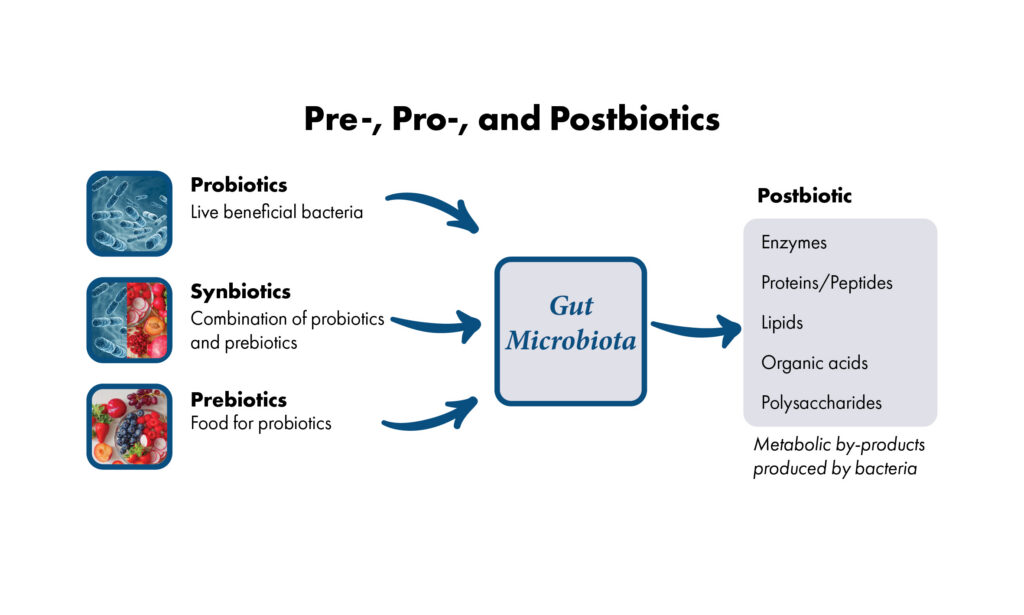 Graphic explaining the role of prebiotics, probiotics, and postbiotics on the horse's gut microbiota. 