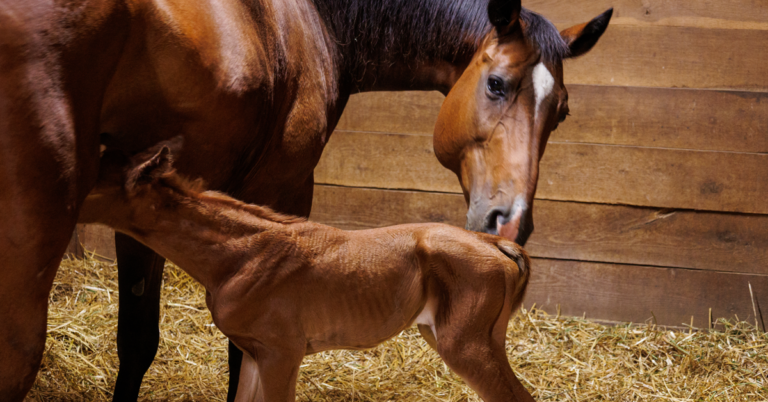 Newborn Foal Adobe Stock