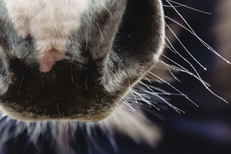 horse nose