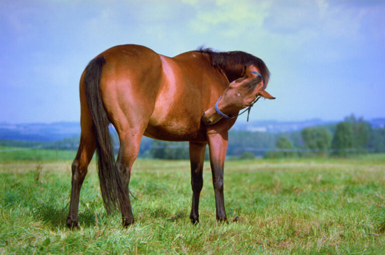 flexible horse scratching itself