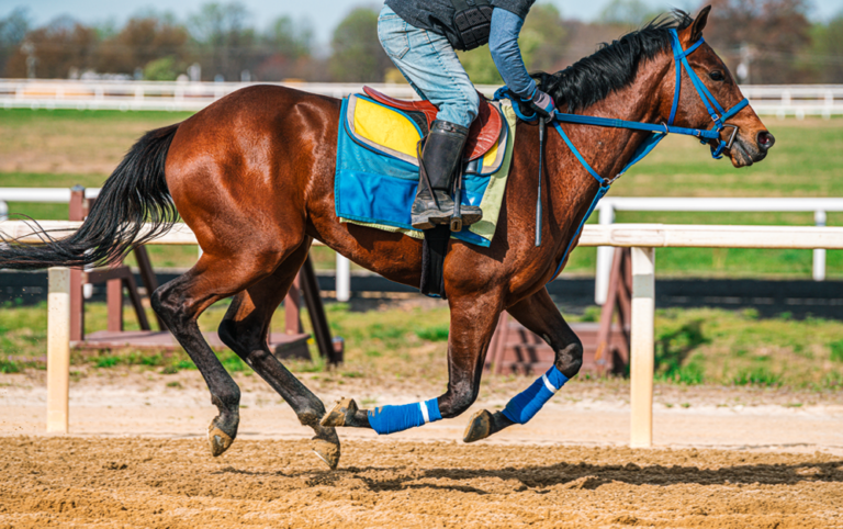 Racehorse Getty