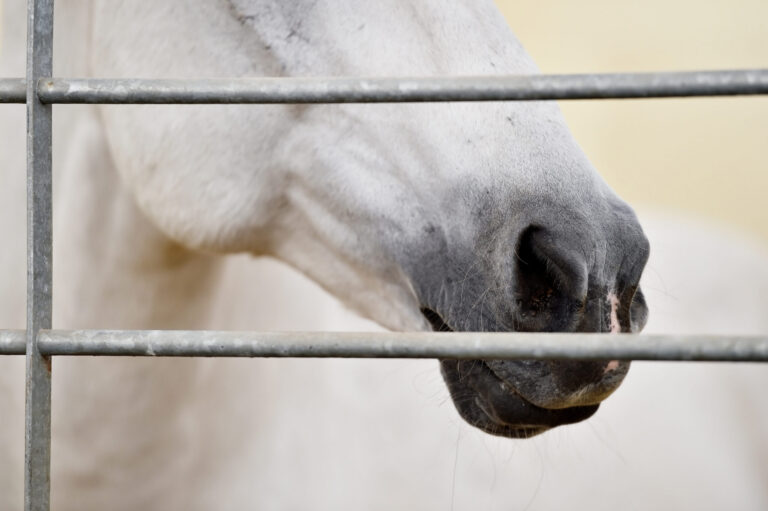 White horse nose detail