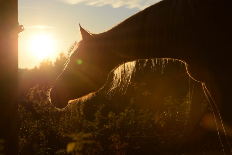 Pferd im herbstlichen Wald