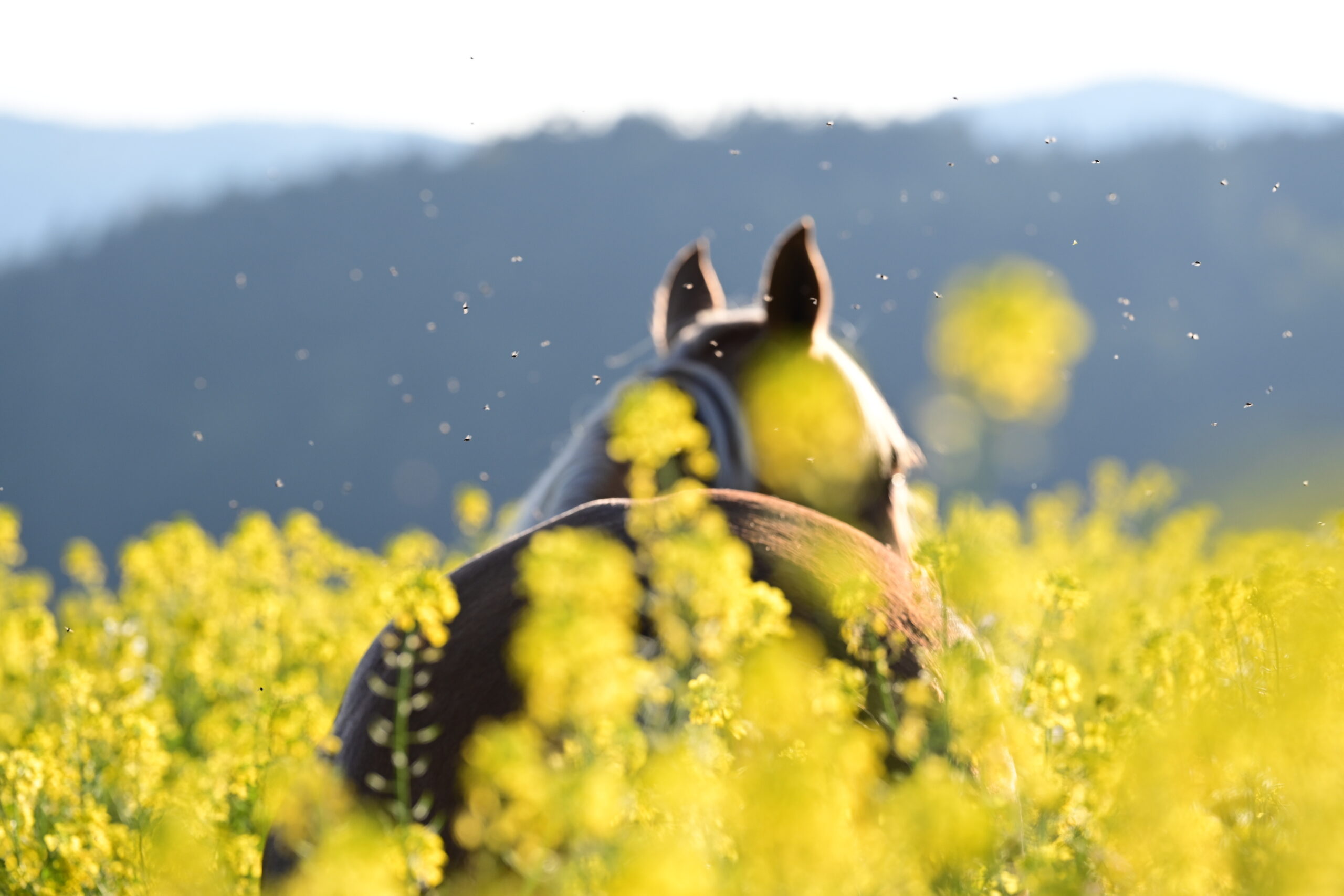 Unvaccinated Ontario Gelding Euthanized Due to West Nile Virus - News Directory 3