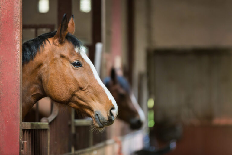 Horse in a stall