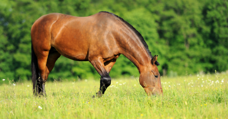 Horse Grazing Getty