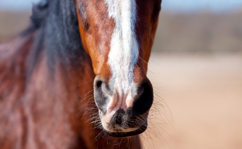 A close-up image of a bay horse's nose. 