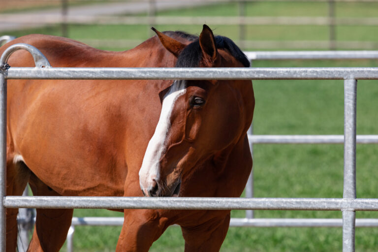 reddish brown standing horse with vibrant colors in a metal grid box, the facial expression looks sad, by day, without persons