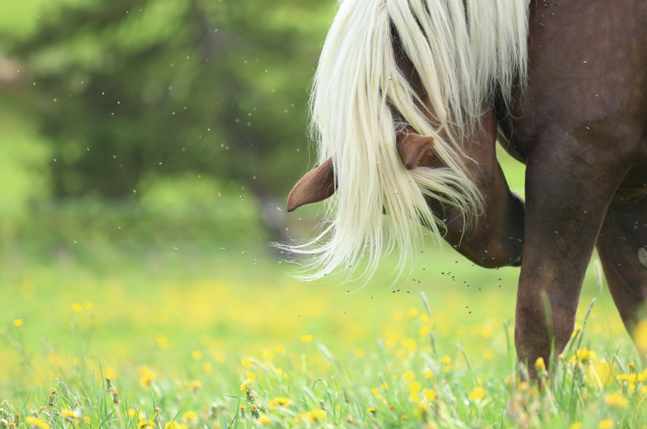 Horse surrounded by mosquitoes, which are vectors for West Nile virus. 