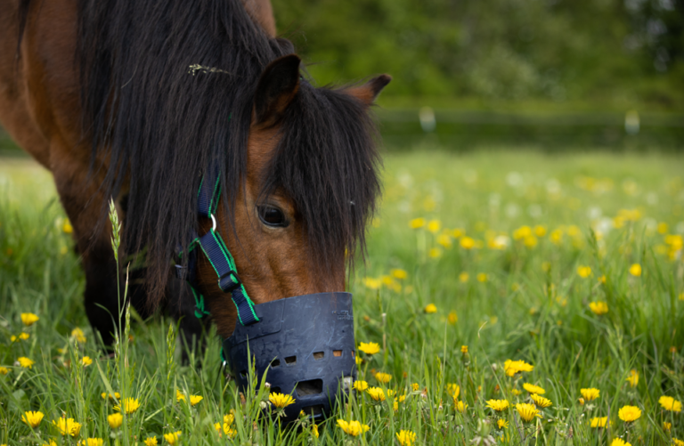 Grazing muzzle Adobe