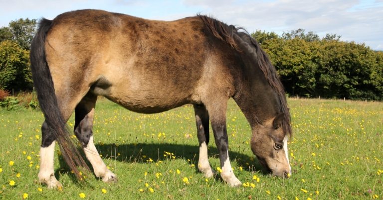 fat pony grazing Getty