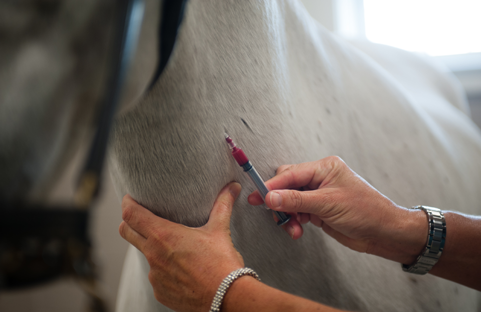 Veterinarian or veterinary tech drawing blood from a grey horse. 