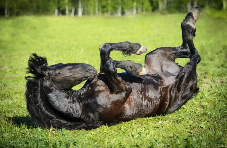 Friesian Rolling Adobe