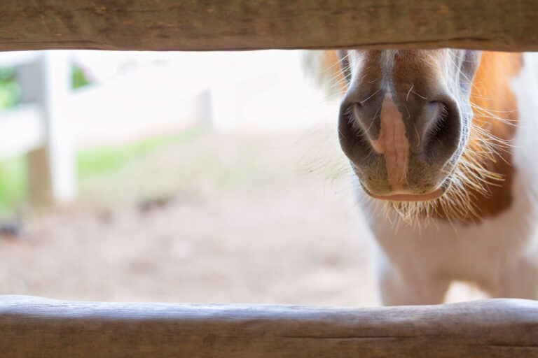horse in stable