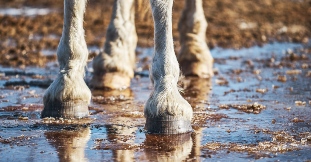 A horse standing in mud. 