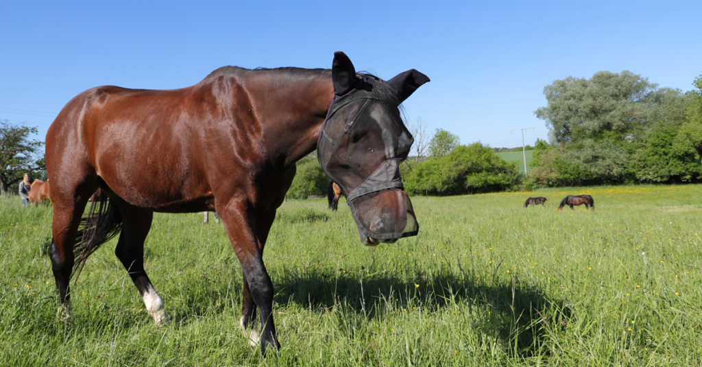 Horse in a grass pasture wearing a fly mask. 