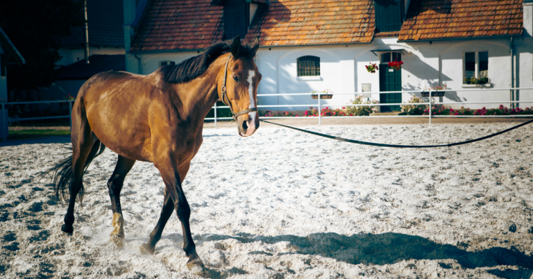 Horse Longeing Adobe
