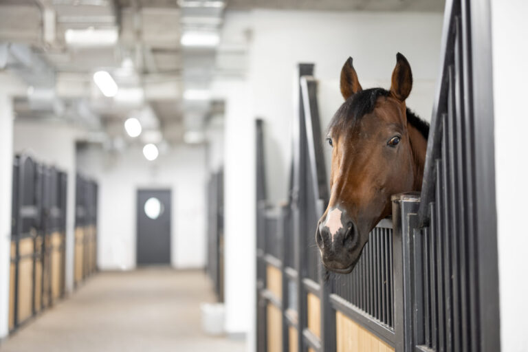 Cropped view of brown Thoroughbred horse in stable