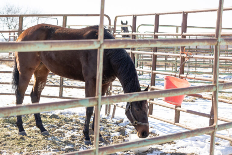A bay filly licking a block of ice in a round pen made of metal gates in the winter