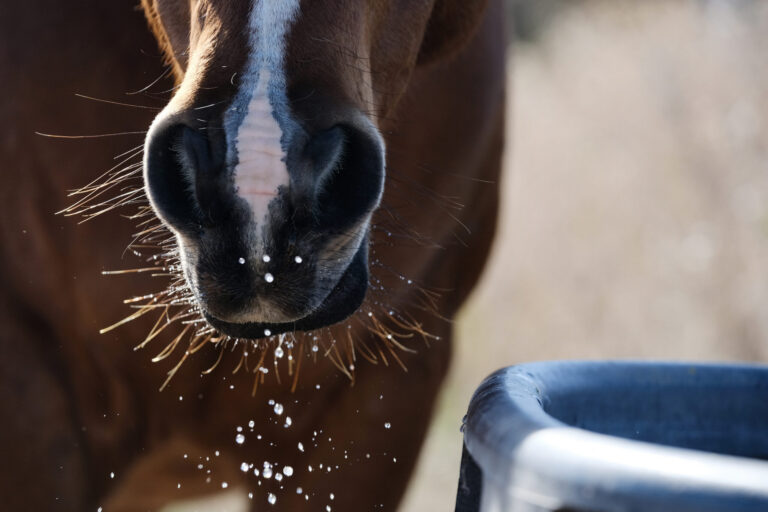 Brown horse head of bay mare with water dripping from face, animal hydration concept