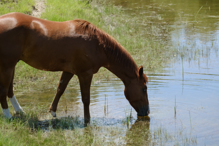 Horse Pond Getty